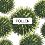 magnified pollen St. Louis Park MN